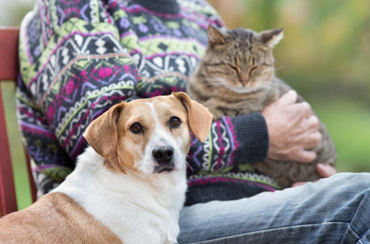 person holding cat with dog in forefront