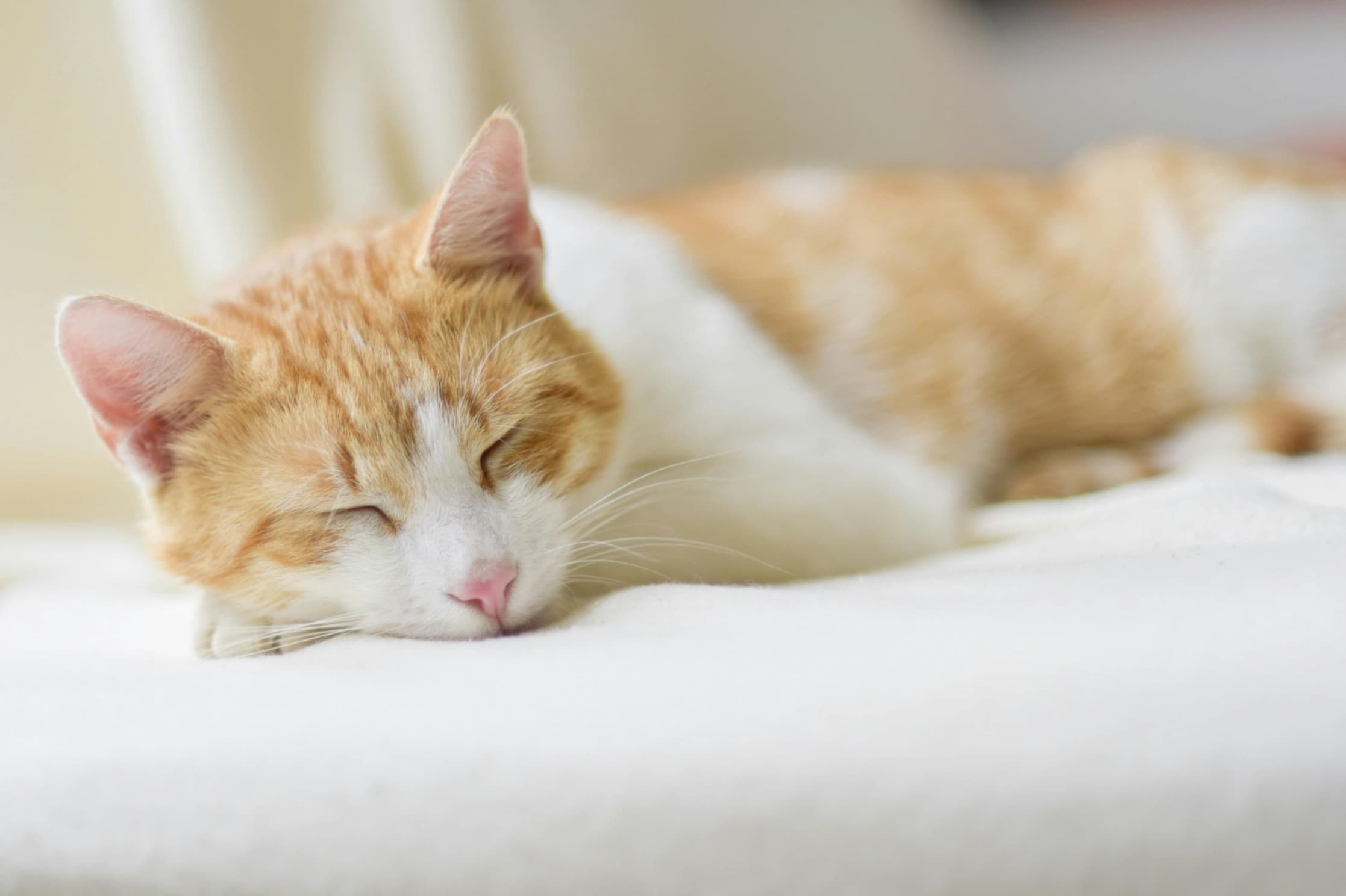 Understanding and Managing Late-Stage Arthritis in Pets