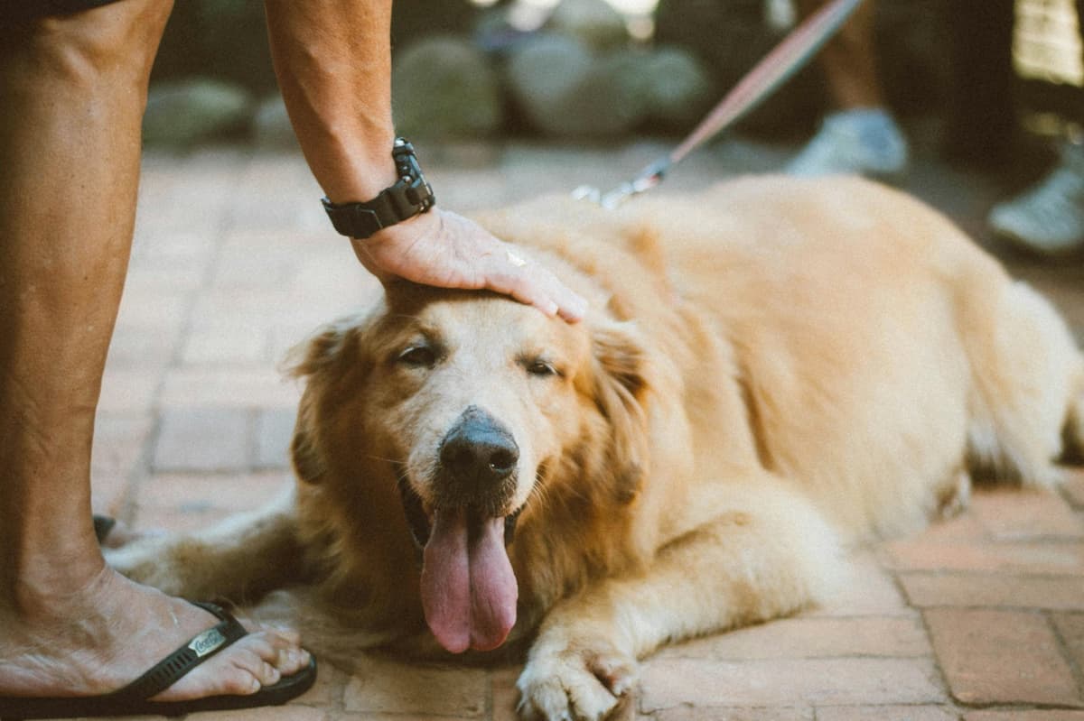 Keeping Your Senior Pet Feeling Young: Tips for Happiness and Vitality